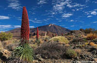 Tenerife Teide